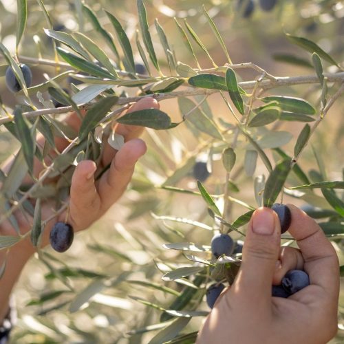 zeytin-6