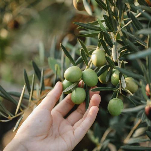 Zeytin